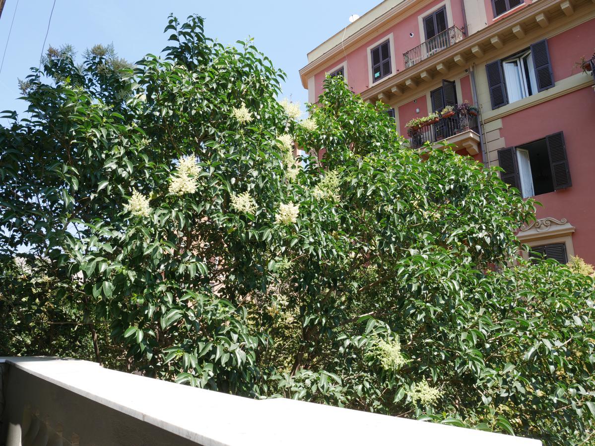 Nori Guest House โรม ภายนอก รูปภาพ